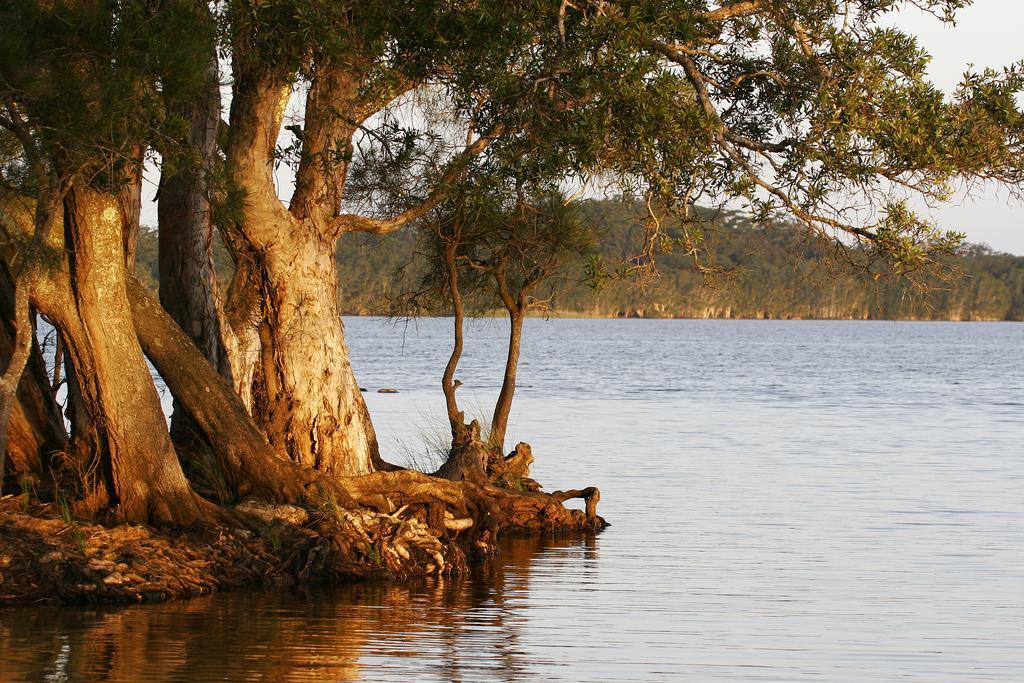 Nrma Myall Shores Holiday Park Bulahdelah Εξωτερικό φωτογραφία